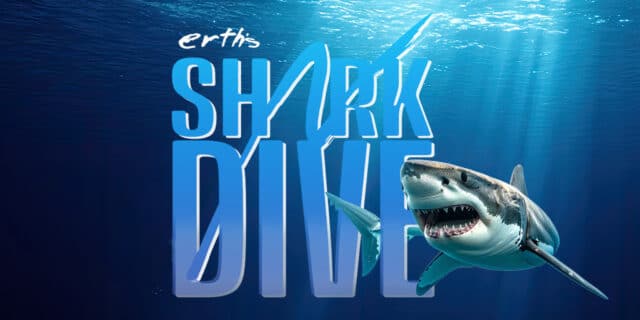 Shark Dive